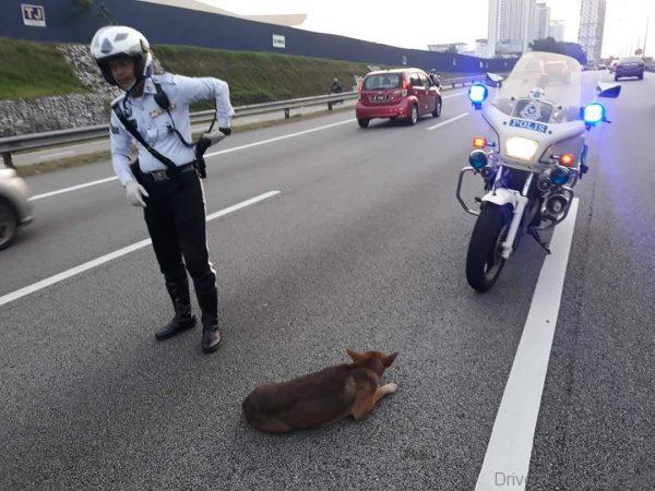Traffic Police Officer Stops to Save An Injured Dog
