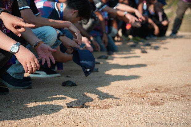 Chery supports conservation efforts of terrapins in Malaysia